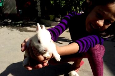 Playing with rabbit :: Rabbit bunnies