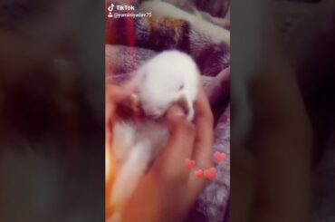 Cute rabbit funny