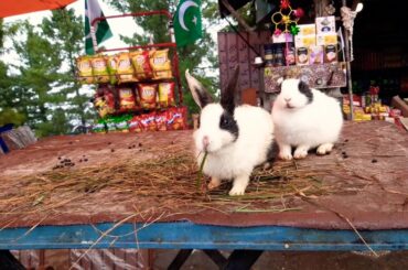 Beautiful rabbits and beautiful life moments and memories of Kashmir