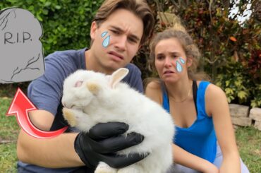 RIP RESCUED RABBIT. WHAT HAPPENED ?!