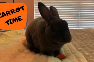 Rabbit Eating Carrot