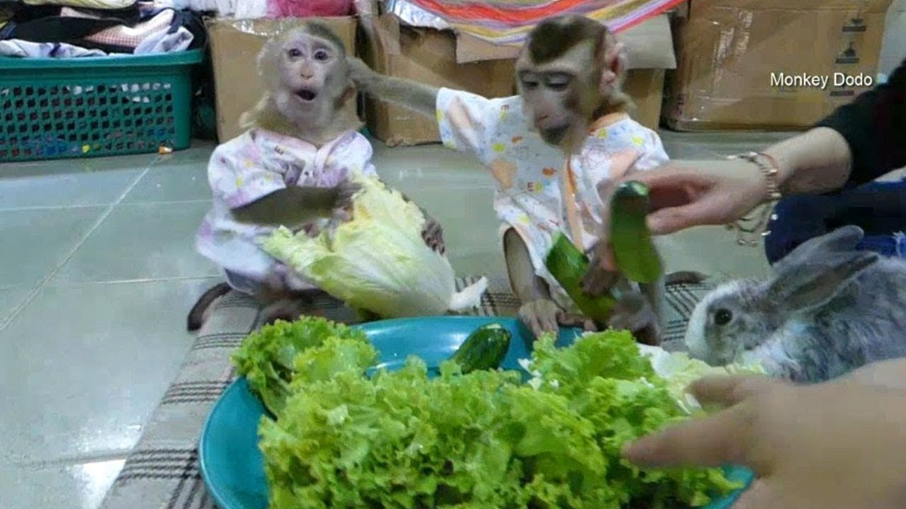 Monkey Baby Dodo Warning Mori Don't Eat Messy