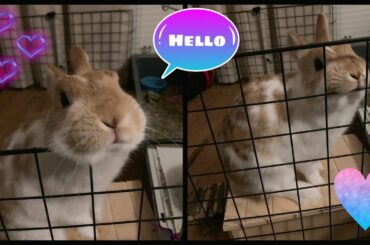 Cute bunny