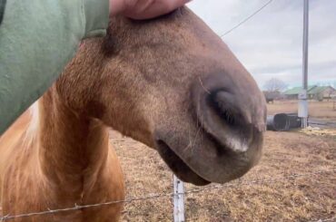 Checking In On Rabbits & Horses & Mokie Cat