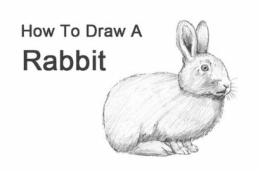 How to Draw a Rabbit