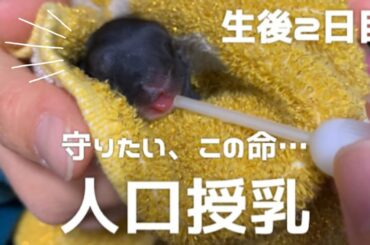 事故で育児放棄されてしまったうさぎの赤ちゃんに人口授乳 生後2日目！
