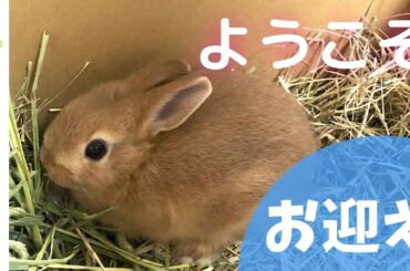 【うさぎ】生後40日目の新しい家族をお迎えしました【ネザーランドドワーフ】Rabbit vlog #3