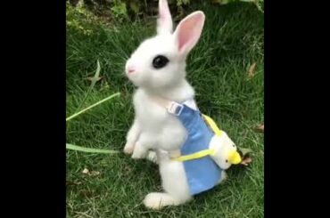 Cute rabbit status cute rabbit WhatsApp status cute rabbit eating grass WhatsApp pet rabbit status