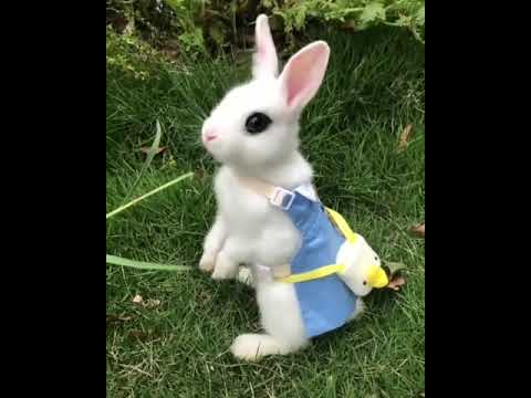 Cute rabbit status cute rabbit WhatsApp status cute rabbit eating grass WhatsApp pet rabbit status