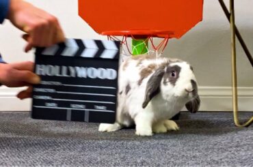 Rabbit audition for a Hollywood movie | Famous Pet