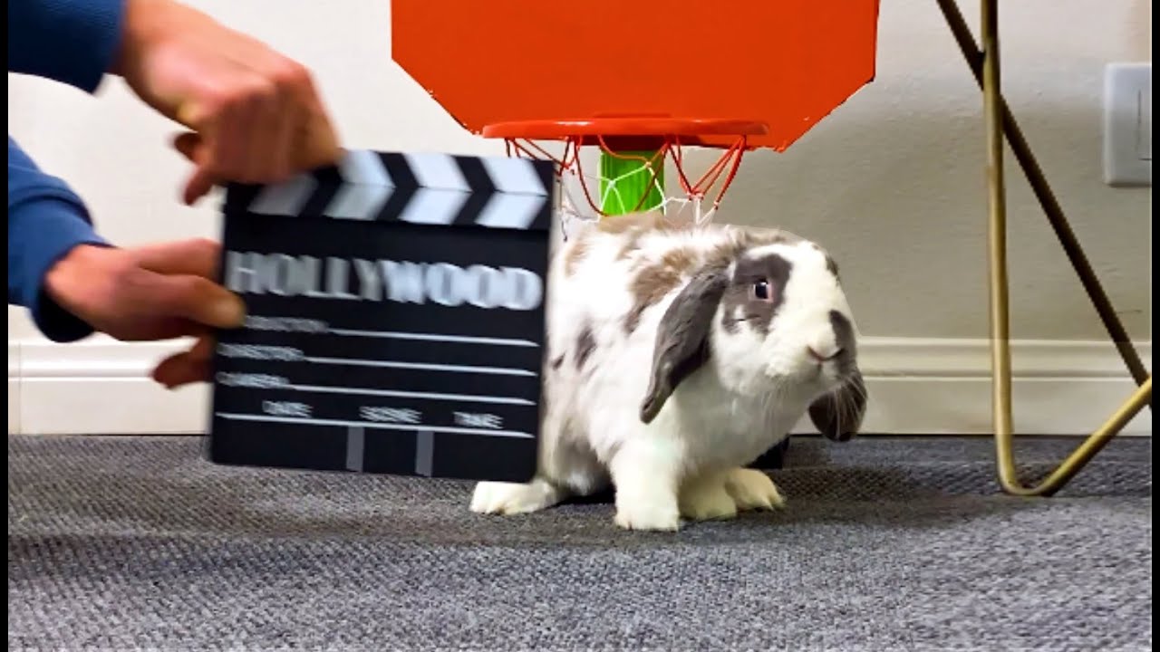 Rabbit audition for a Hollywood movie | Famous Pet