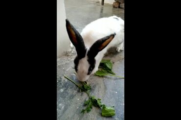 Cute Rabbit eating green leaves
