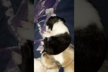 sleeping and playing bunnies babies