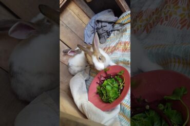 Cute Bunnies Feeding Time