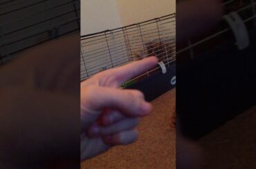 My brothers cute little rabbit! (Ruby)