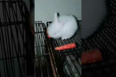 #cute #bunnies 25 days old bunnies eating carrots  looking so cute