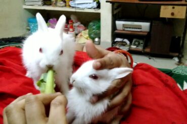 Rabbit