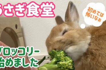 【うさぎ】うさぎ食堂 ブロッコリー始めました！【かわいい】Cute rabbit  eat a broccoli #65