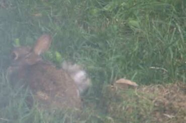 Repeat The Bunny ~ feeding the babies