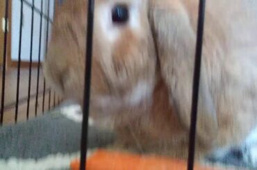 Dick rabbit eats carrot.