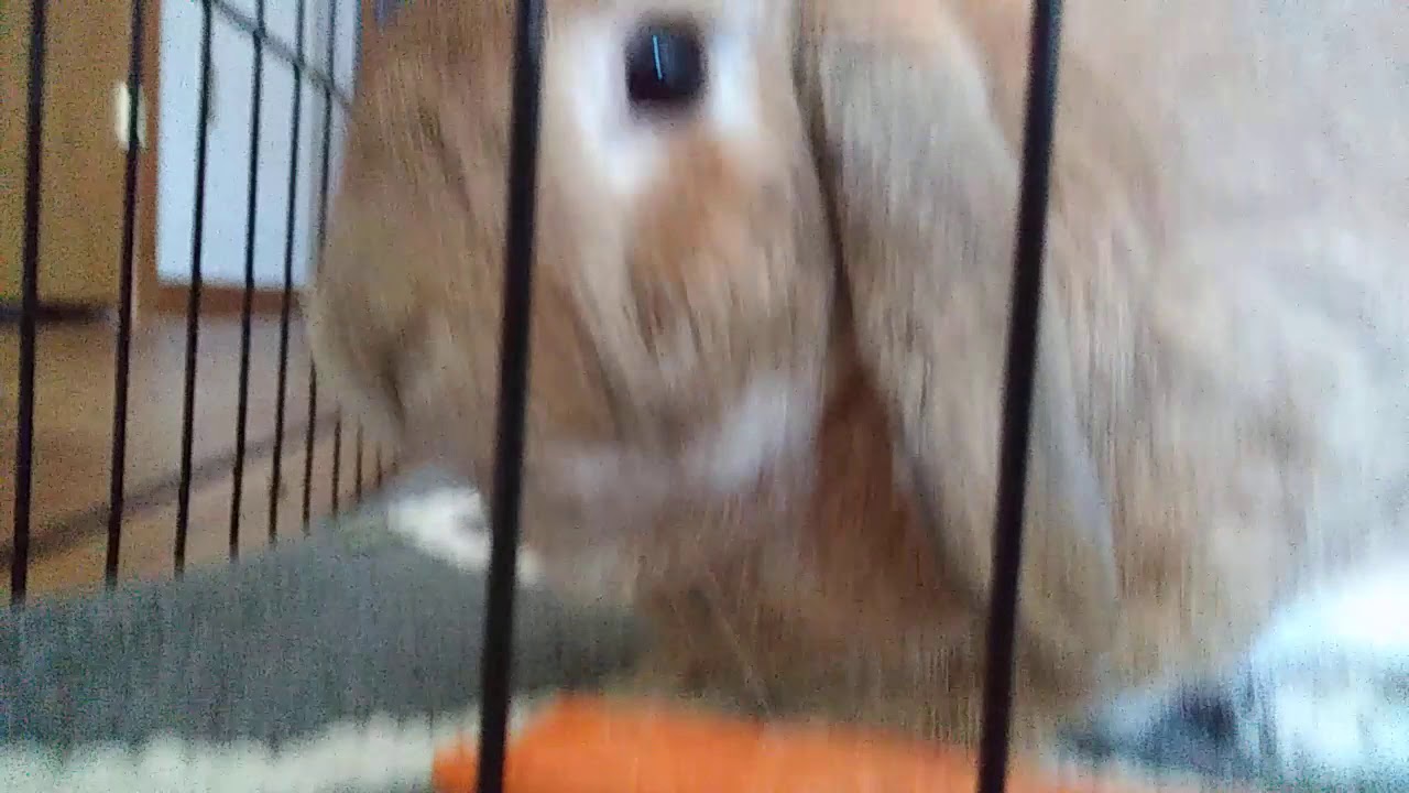 Dick rabbit eats carrot.
