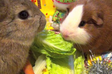 Guinea Pig and Bunny Rabbit eating Lettuce - Two Cute and Funny Pets, First Meeting