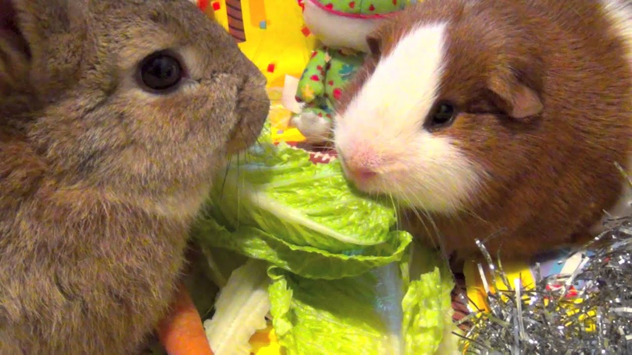 Guinea Pig and Bunny Rabbit eating Lettuce - Two Cute and Funny Pets, First Meeting