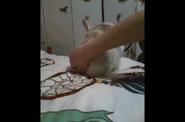 My bunny is so cute