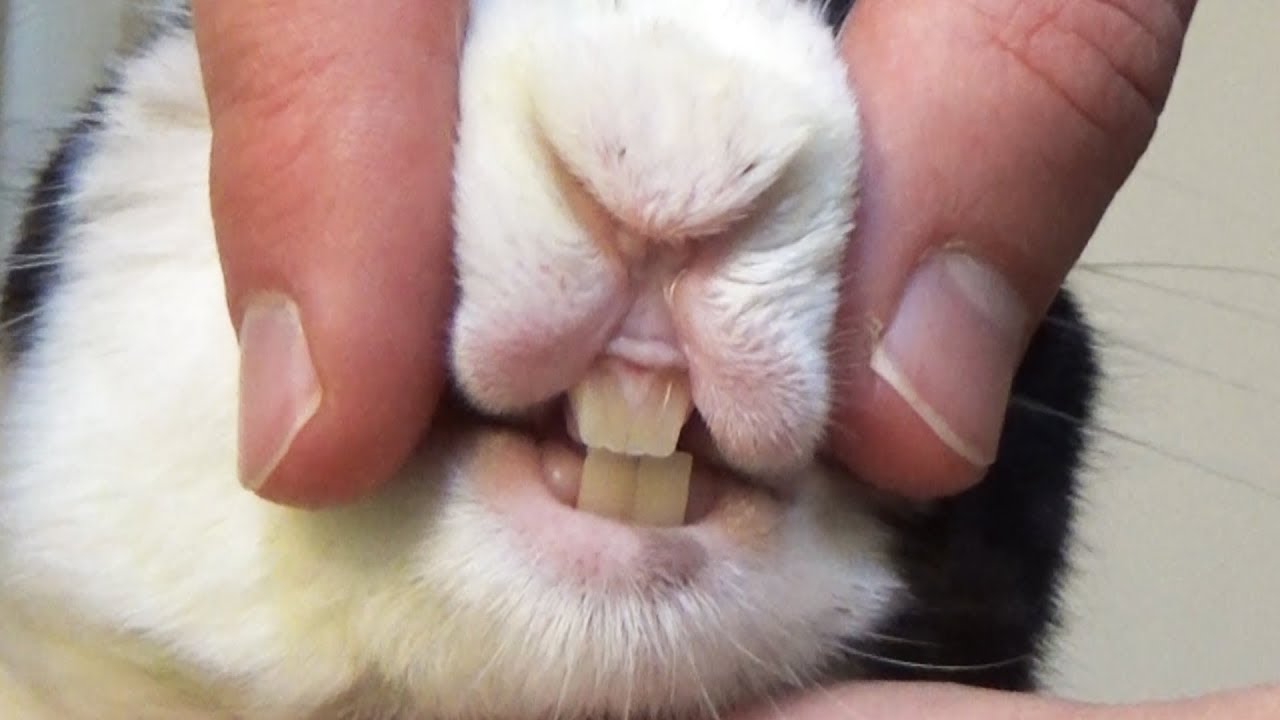 Rabbit shows off his teeth and birthmark!