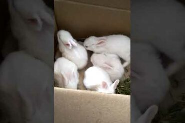 My cuteee baby rabbits