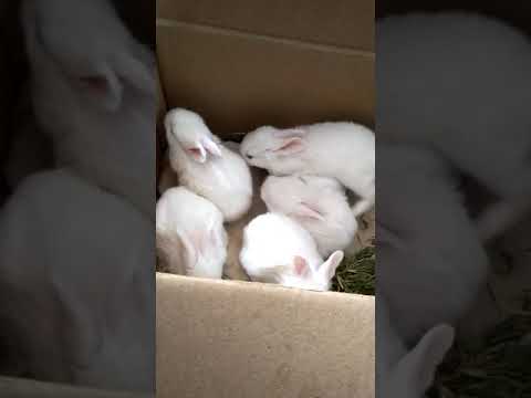 My cuteee baby rabbits