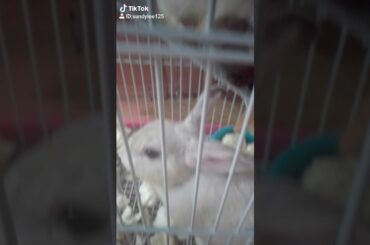 cute rabbits