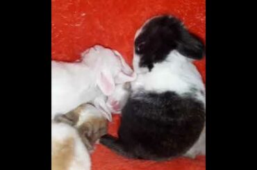you cant stop watching these cute baby bunnies playing