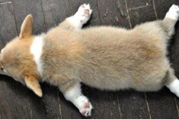 Cute Puppies Doing Funny Stuff - Cutest And Funniest Puppies | Cute Baby Dogs Playing | Puppies TV