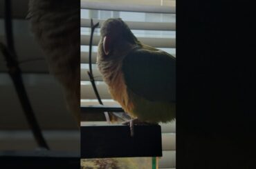 Elihu my Quaker Parrot and My New Baby Rabbit Snails