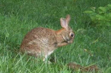 Repeat the Bunny ~ Pregnant Bunny Cleaning Herself after Digging a Nest for Her Babies