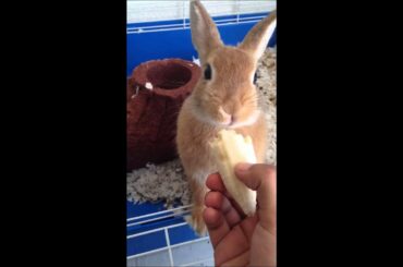 Cute Baby Bunny! Emotional eating banana!