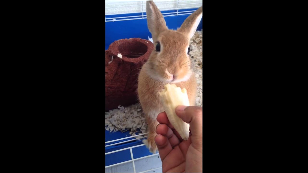Cute Baby Bunny! Emotional eating banana!