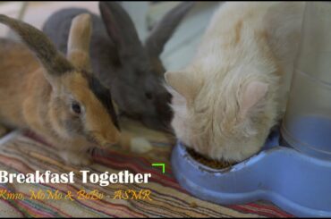 My Cute Cat and Funny Rabbits Eating Together - ASMR || 함께 먹는 나의 귀여운 고양이와 웃긴 토끼-ASMR