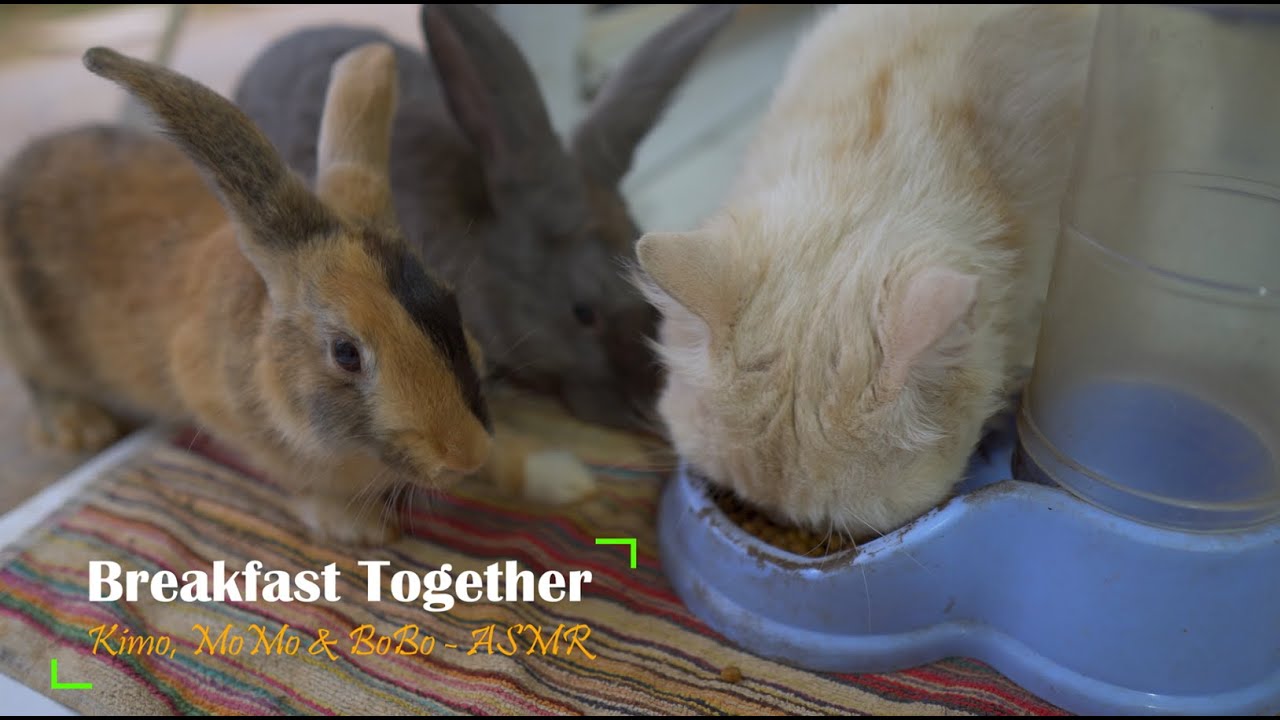 My Cute Cat and Funny Rabbits Eating Together - ASMR || 함께 먹는 나의 귀여운 고양이와 웃긴 토끼-ASMR
