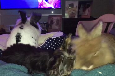 #Cute #Puppy and #rescued #rabbits Nora the support dog