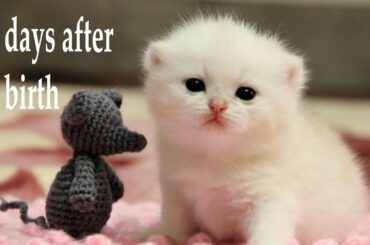 ✔️ 15 Days After Birth | Opening eyes, meowing and learning to walk | Baby kitten