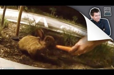 YOUTUBE SPACE and a CUTE BUNNY!