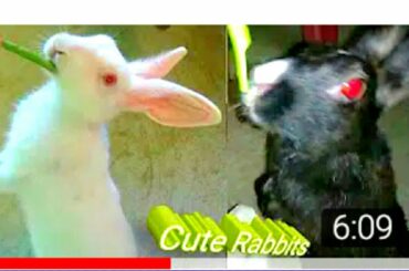 Super Bunny Mama in Action-So Cute!|Funny Rabbit