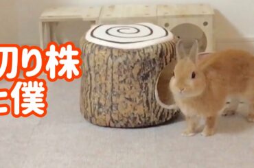 【うさぎ】切り株と僕【かわいい】Cute rabbit and stump #66