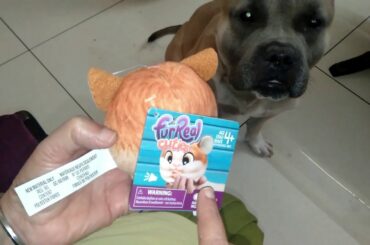 American Bully Baby Bruno Plays With His New Cute Toy FurReal friends Cuties Hamster Basic Plush Toy