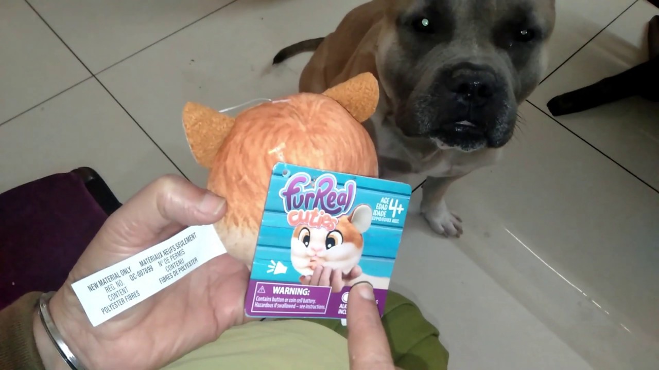 American Bully Baby Bruno Plays With His New Cute Toy FurReal friends Cuties Hamster Basic Plush Toy