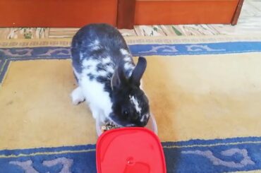 CONEJO Gracioso, muy LISTO! FUNNY RABBIT. CUTE BUNNY. 🐰