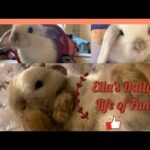 The Daily Life of a Holland Lop Bunny // Ella