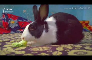 Cute white black rabbit | bunny